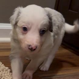 Avery girl - Slate merle female Border Collie puppy in Fairview, Tennessee from Hoffman Forest Acres LLC