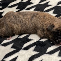 Boxer Puppies from PrideNJoy Boxers