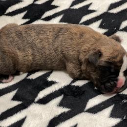 Boxer Puppies from PrideNJoy Boxers