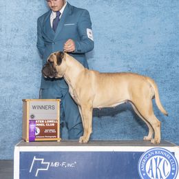 Sophia - Bullmastiff