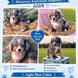 Light blue - Blue merle male Miniature Australian Shepherd puppy in 32046, Florida from River Hill Ranch