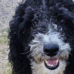 Millie - Aussiedoodle