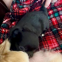 AKC Bubbles, 4400.00 - Black and white female Chihuahua puppy in Northern, Colorado from Wild Mountain Chihuahuas