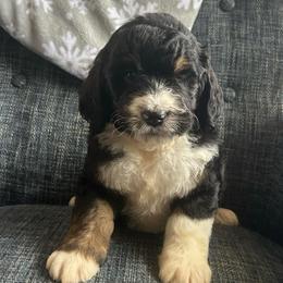Steel - Tri-color male Bernedoodle puppy in Arabi, Georgia from Huckadoodle Farm