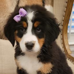Bernedoodle and Goldendoodle Puppies from Elite Goldendoodles and Bernedoodles