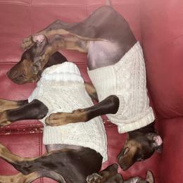 Doberman Pinscher Puppies from Von Schaaf Haus DuPree