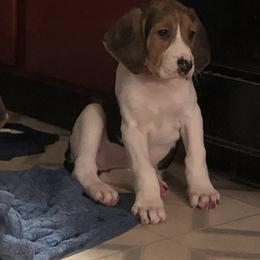 Treeing Walker Coonhound puppies from Stackem Up Kennel