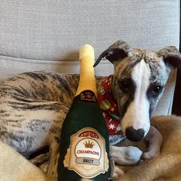 Whippet Puppies from Smithfield Park