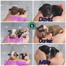 Havapoo and Pomsky Puppies from Pearl of the Orient Seas