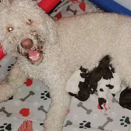 Goldendoodle Puppies from Lesia's Goldendoodles