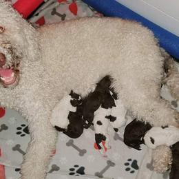 Goldendoodle Puppies from Lesia's Goldendoodles