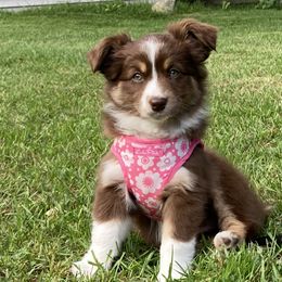 Riley - Red tri Miniature Australian Shepherd puppy in Newaygo County, Michigan from Blue Skye's Miniature Australian Shepherds