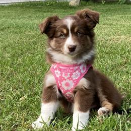 Riley - Red tri Miniature Australian Shepherd puppy in Newaygo County, Michigan from Blue Skye's Miniature Australian Shepherds