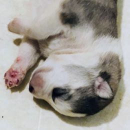 Siberian Husky Puppies from I'm not an official breeder just adopting out a pack