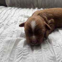 Cavapoo Puppies from Campbell Cavapoos