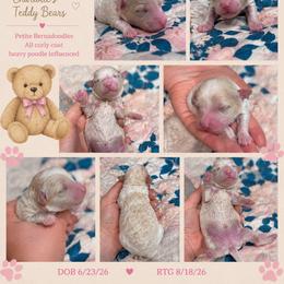 Winnie - Yellow and white female Bernedoodle puppy in Rising Sun, Indiana from Ruby Lane Doodles