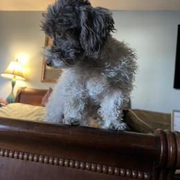 Mazda - Poodle