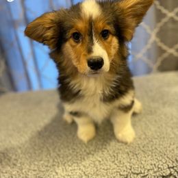 Varian - American Corgi puppy from Weatherby’s Corgis