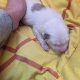 Duke - Blue male Pomeranian puppy in Chattanooga, Tennessee from Valley Poms