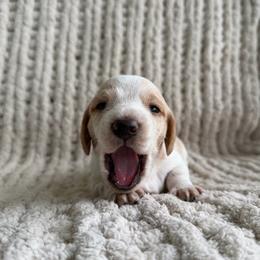 Acuña - Piebald male Dachshund puppy in Blackstone, Virginia from Dainty Dachshunds
