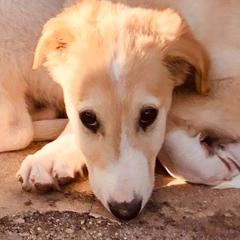 Borzoi and Cavalier King Charles Spaniel Puppies from Aria Borzoi