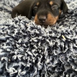 Dachshund Puppies from Majesty’Z Country Doxhounds