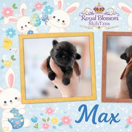 Max - Red male Shih Tzu puppy in Connersville, Indiana from Royal Blossom Shihtzus