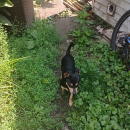 Na - Chihuahua