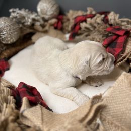 Purple Collar - Light golden female Golden Retriever puppy in Stedman, North Carolina from Wise-Taylor Goldens