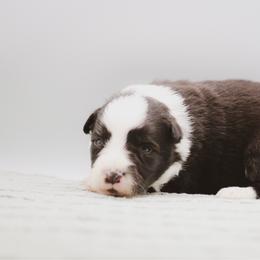 Grimm - Black male Border Collie puppy in Dallas, Texas from Effervescent Border Collies
