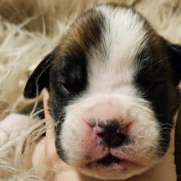 Boy 2 - Boxer puppy in Rocky Comfort, Missouri from Meredith's Boxer Puppies