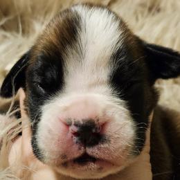 Boy 2 - Boxer puppy in Rocky Comfort, Missouri from Meredith's Boxer Puppies