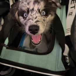 Australian Shepherd and Miniature Australian Shepherd Puppies from Fairfax Aussies