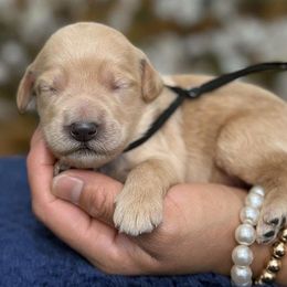 Black collar male - Apricot male Goldendoodle puppy in Yuciapa, California from AlltheDoodlez_