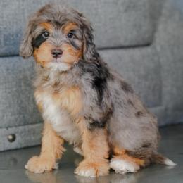 Anton - Merle male Bernedoodle puppy in Dundee, Ohio from Down Home Doodle