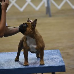French Bulldog and Labrador Retriever Puppies from Spencer's LuvaBulls and English Labs