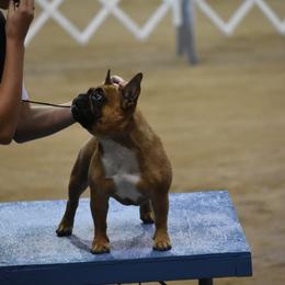 French Bulldog and Labrador Retriever Puppies from Spencer's LuvaBulls and English Labs