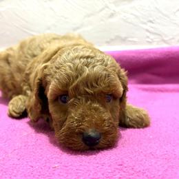 Red girl - Red  female Poodle puppy in Williston, Florida from JD French Bulldogs, Mini Poodles, and Border Collies