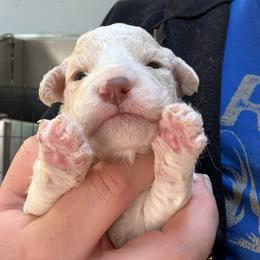 Purple Girl - Orange female Lagotto Romagnolo puppy in Chicago, Illinois from Midwest Lagotto Romagnolo