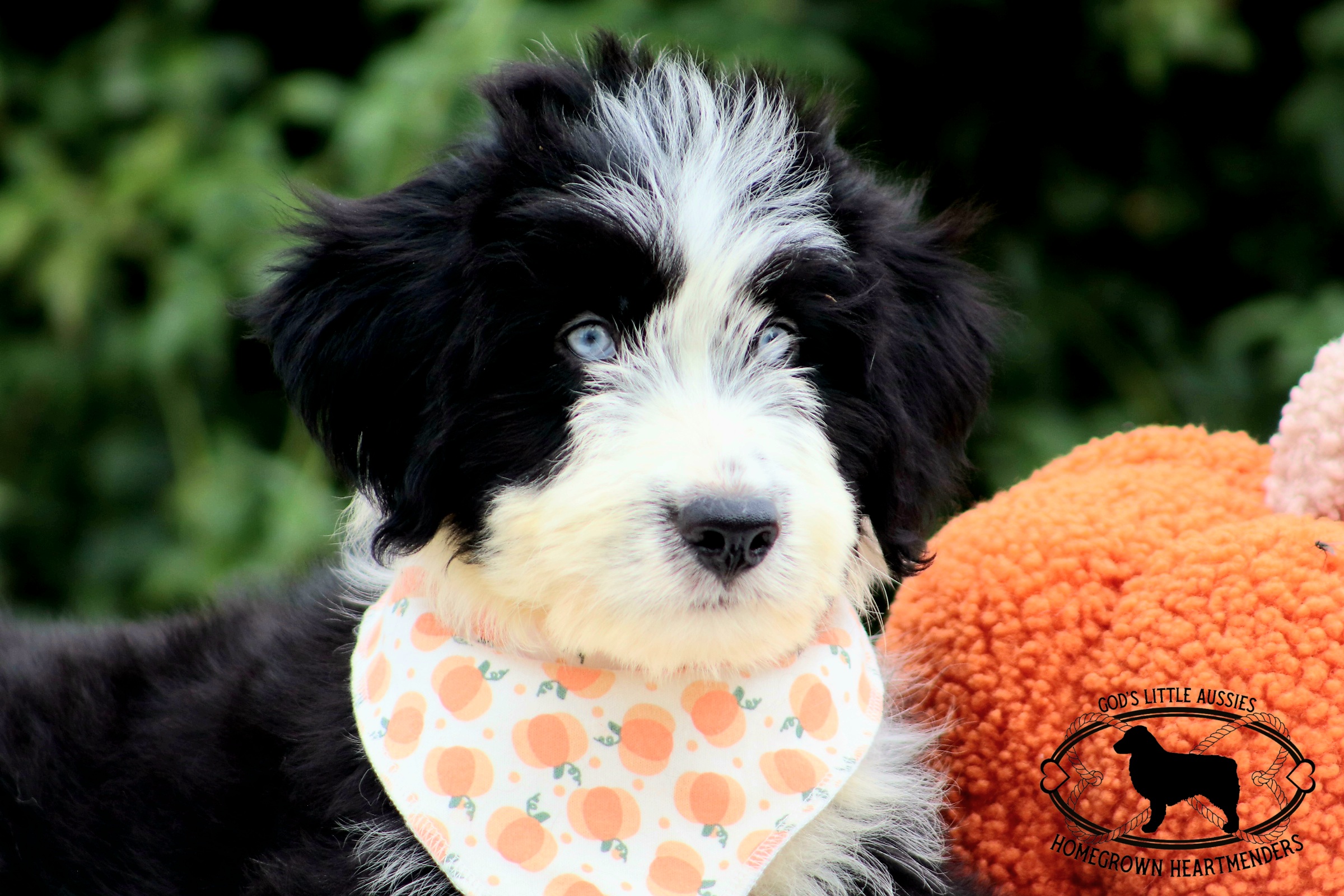 Aussiedoodle, Australian Shepherd, and Miniature Australian Shepherd Puppies from God’s Little Aussies