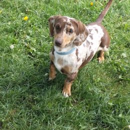 Oscar - Dachshund