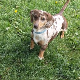 Oscar - Dachshund