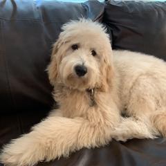 Australian Labradoodle, Double Doodle, Goldendoodle, and Labradoodle All Grown Up from Lake Mountain Doodle