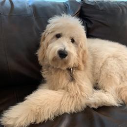 Australian Labradoodle, Double Doodle, Goldendoodle, and Labradoodle All Grown Up from Lake Mountain Doodle