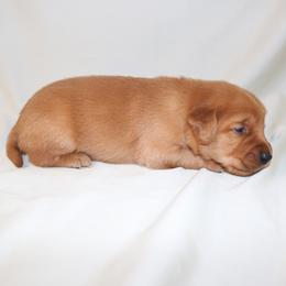 Nettle - Dark golden male Golden Retriever puppy in New Weston, Ohio from Bertke AKC Golden Retrievers and Bernese Mountain Dogs