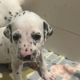 M and M - White and black female Dalmatian puppy in Austin, Texas from Dazzling Dalz