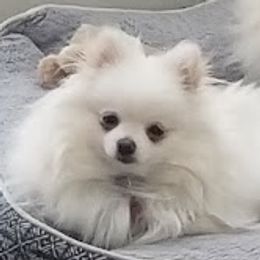 Candy girl - Pomeranian