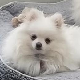 Candy girl - Pomeranian