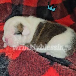 Jasper - Red brindle and white male Bulldog puppy in Granville, Iowa from Wrinkly Blessings English Bulldogs