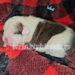 Jasper - Red brindle and white male Bulldog puppy in Granville, Iowa from Wrinkly Blessings English Bulldogs